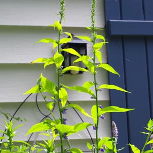 Campanula americana